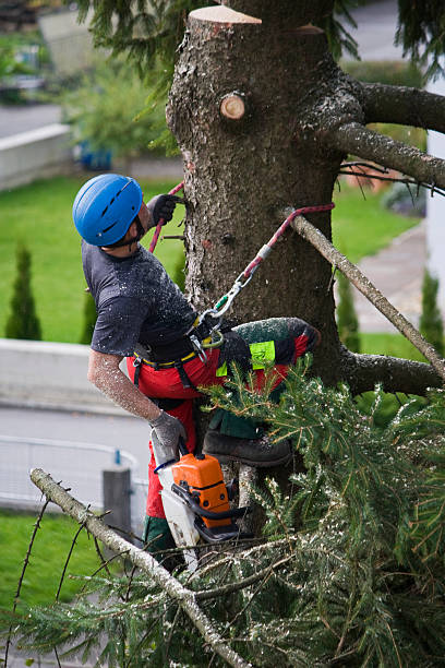 Best Root Management and Removal  in Harlan, IA