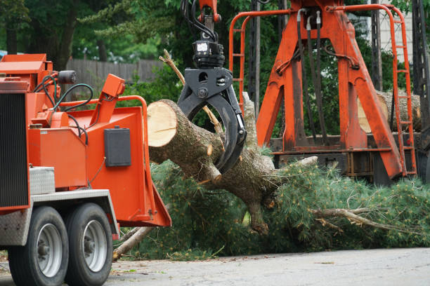 Best Palm Tree Trimming  in Harlan, IA