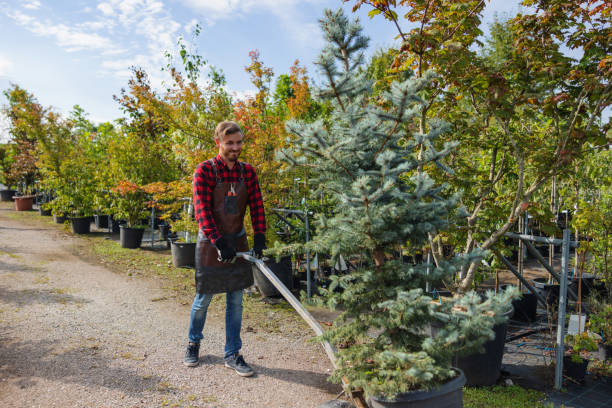 Best Arborist Consultation Services  in Harlan, IA