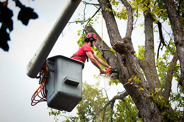 Best Tree and Shrub Care  in Harlan, IA