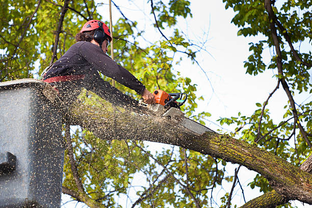 Best Tree Disease Treatment  in Harlan, IA