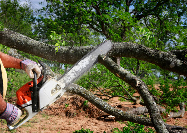 Best Lawn Grading and Leveling  in Harlan, IA